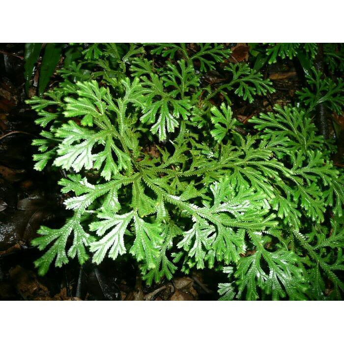 

terabaru Daun Cakar Ayam Segar Herbal-Knker/Radang paru/Bronkhitis/dll zs segar