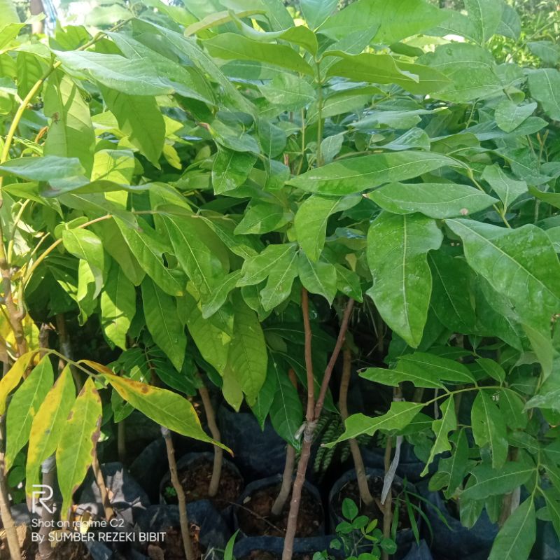 bibit kelengkeng new kristal unggul