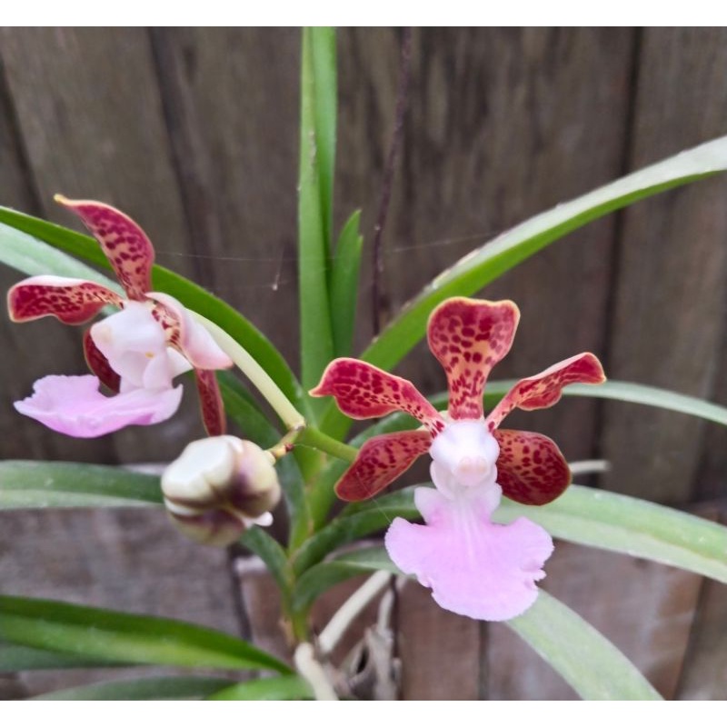 vanda insignis spesies NTT