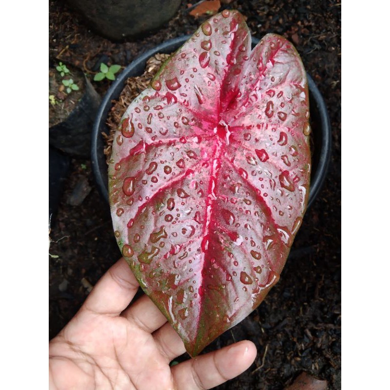 Caladium Red Devil