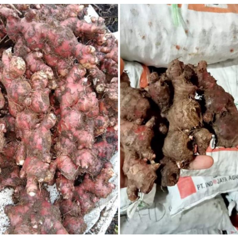 

Jahe merah kecil