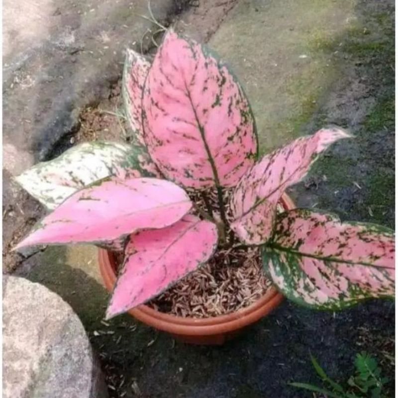 Tanaman hias aglonema LADY VALENTINE//Baby aglonema Lady Valentine