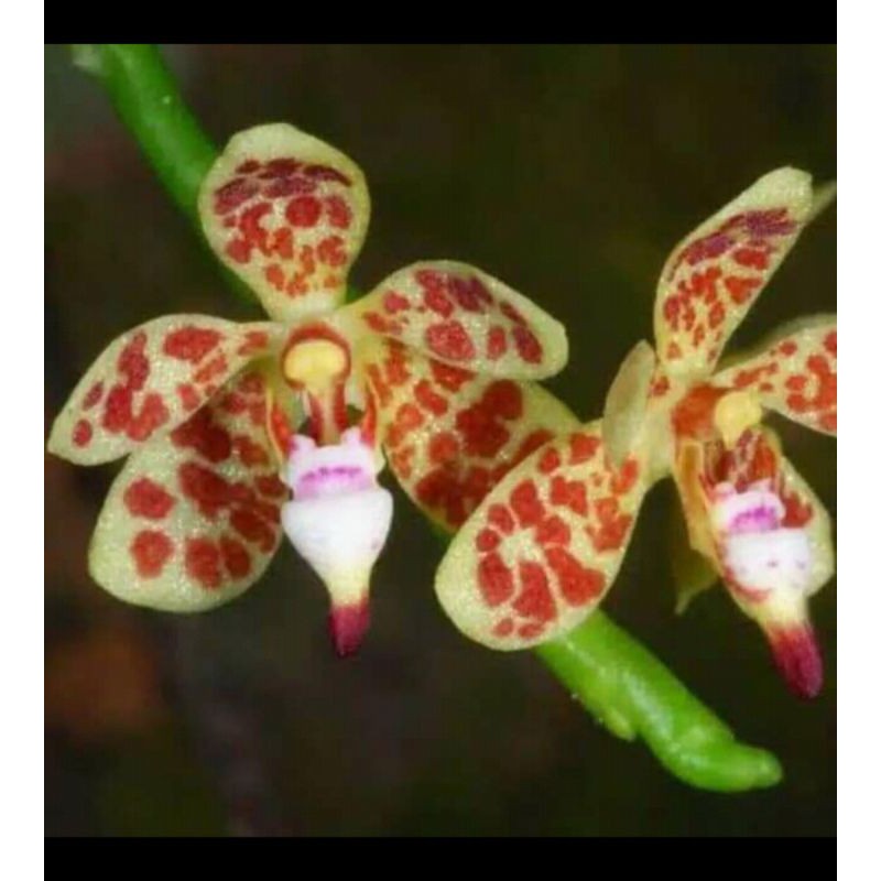 anggrek bulan mini