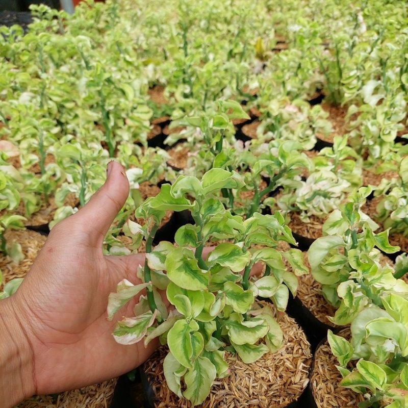 tanaman gantung patah tulang