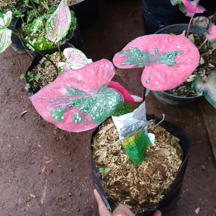 Tanaman hias keladi baret keladi baret