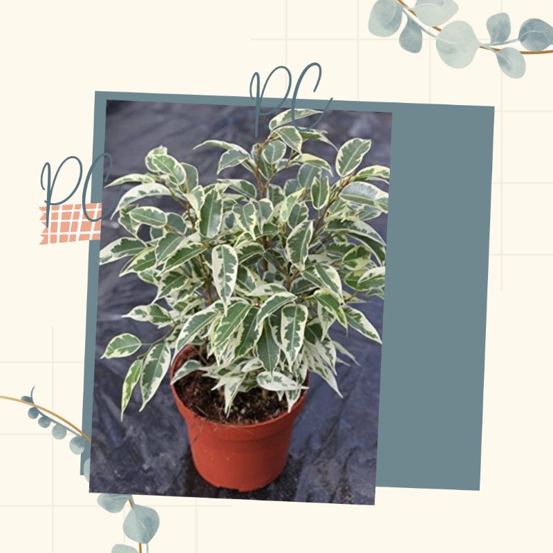 TANAMAN HIAS BERINGIN VARIEGATA MURAH