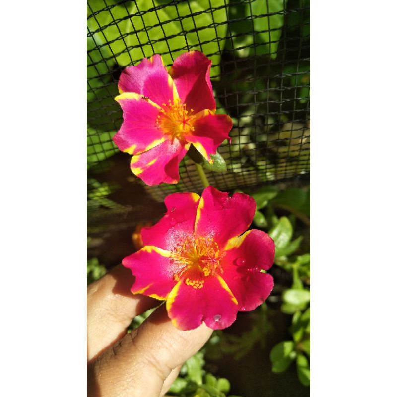 Krokot duna red siam