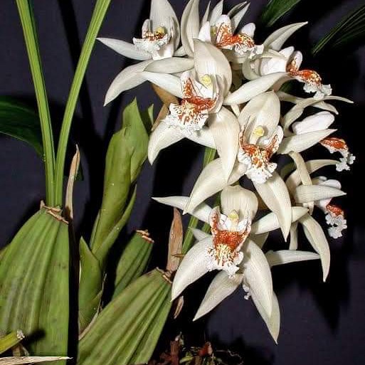 anggrek coel asperata bunga harum