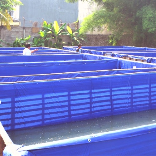 Kolam Terpal Ikan SNI A12  Kotak Besar 4x2x1 3x3x1 3x2x1 Budidaya Lele