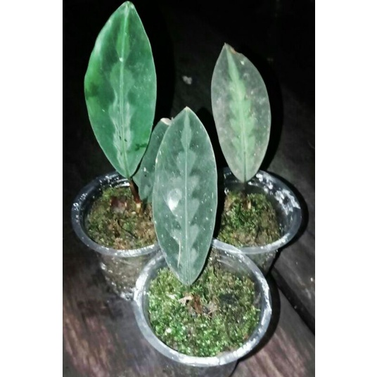 scindapsus ekor merak