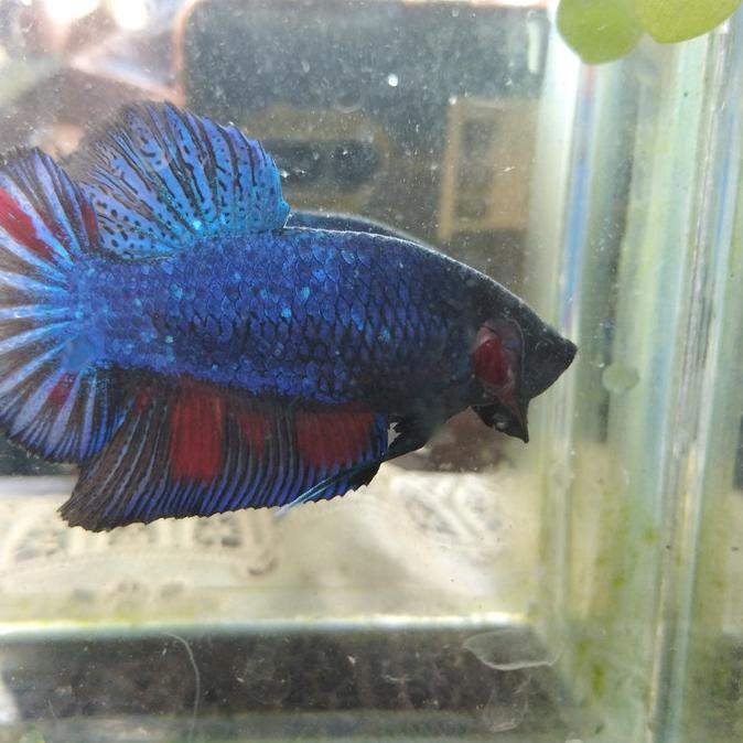 CUCI GUDANG Ikan Cupang Giant 1pair