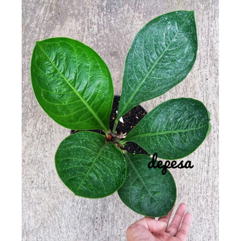 Anthurium jemani mangkok andromeda remaja 1