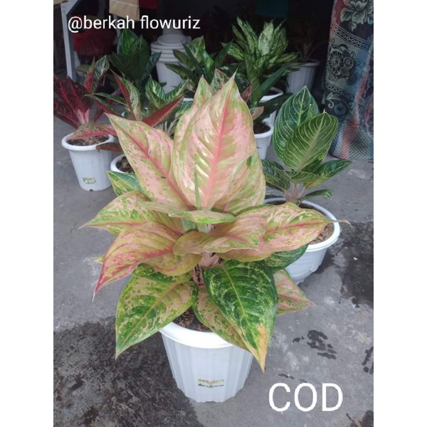 aglonema LIGHT OF DIAMOND (LOD)