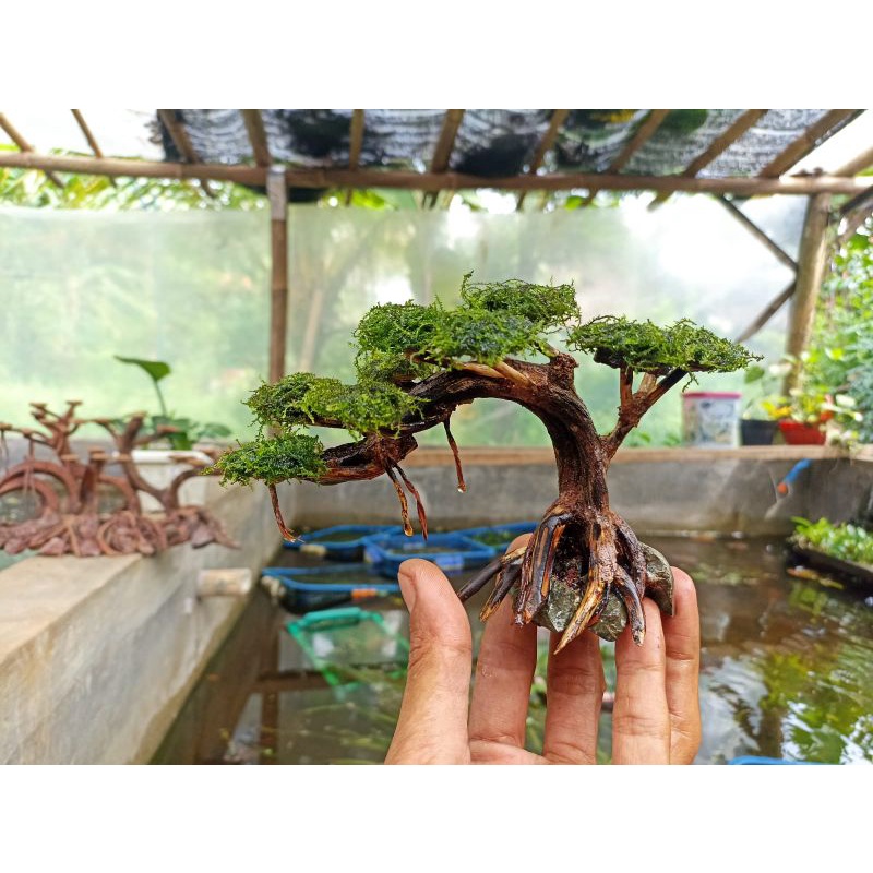BONSAI AQUASCAPE MURAH PLUS MOSS /BONSAI AQUASCAPE ARTIFICIAL/BONSAI AQUASCAPE SINTETIS