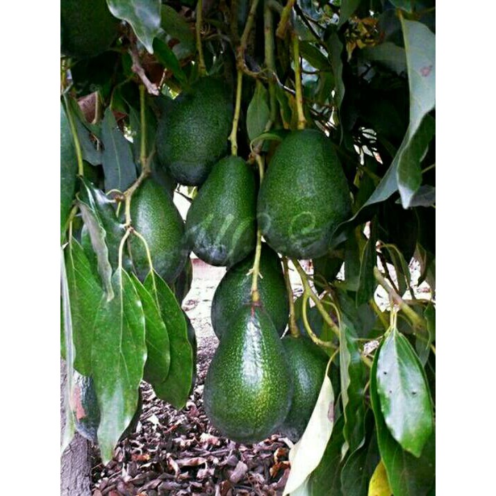 Bibit Tanaman Buah Alpukat Mega Murapi Si Manis Madu