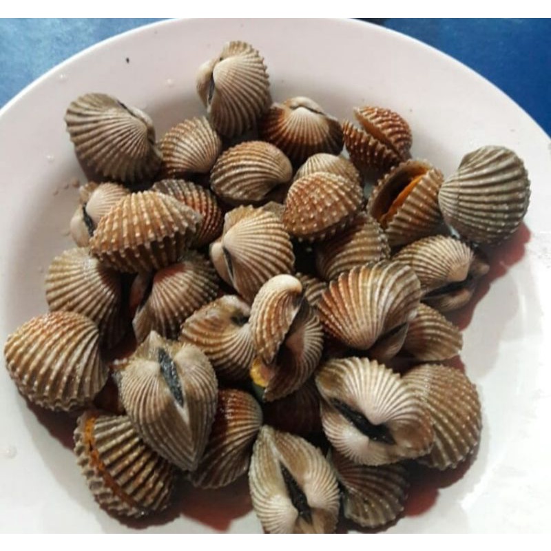

KERANG DARA HIDUP