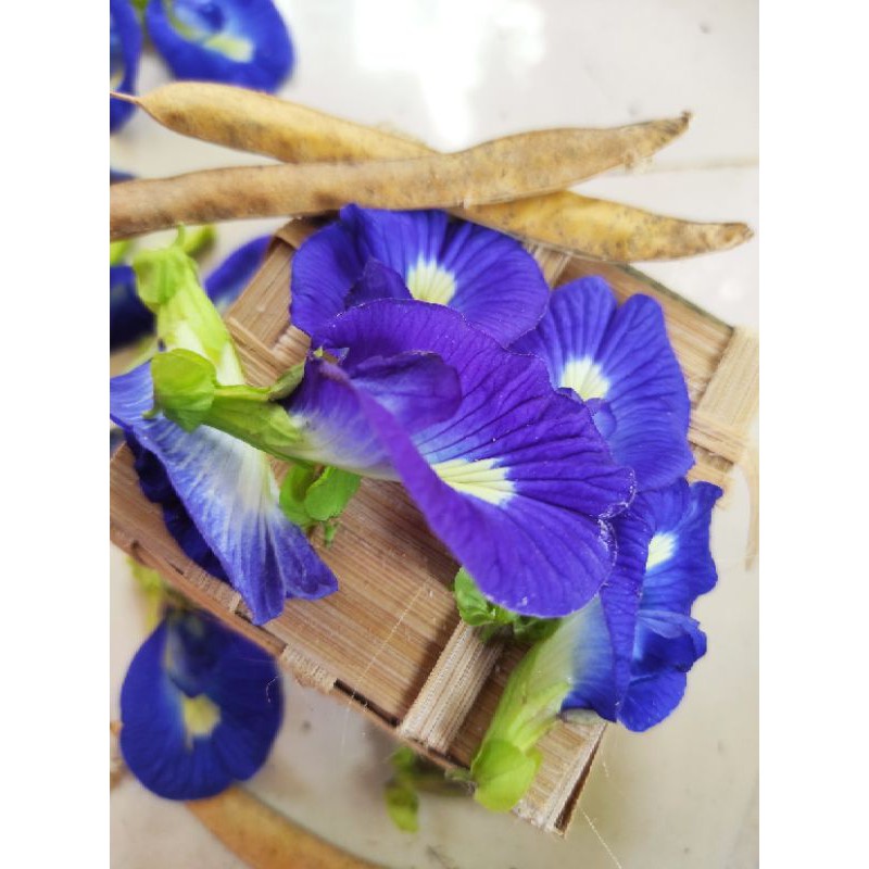

BUNGA KITELENG BUTERFLY PEA