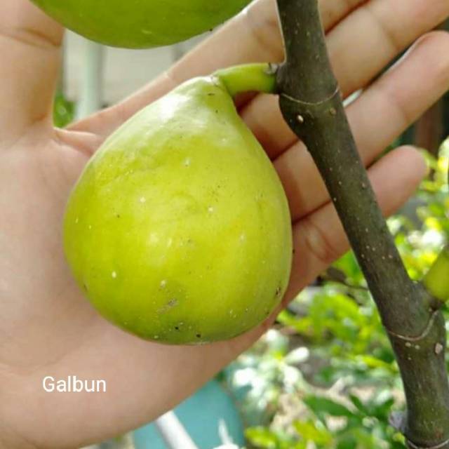 Bibit Pohon Tin Varian Galbhun | Pohon tin Kuning Jumbo | Pohon tin Hijau Jumbo