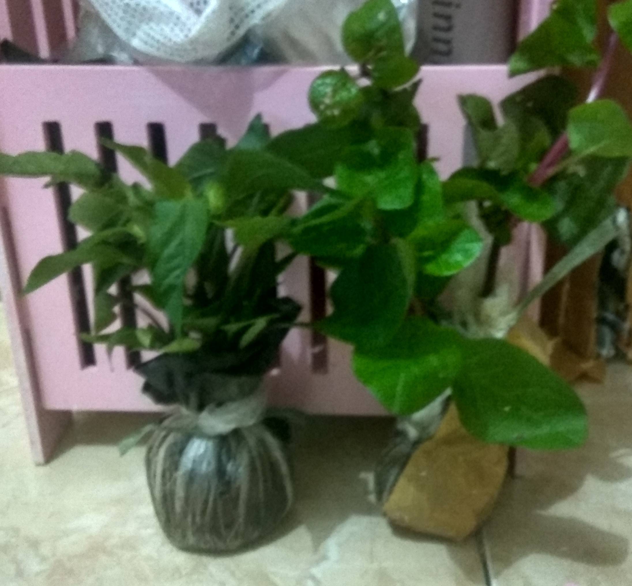 Bibit Tanaman Binahong Ungu Pohon Binahong Ungu Daun Binahong Ungu Basella Alba Herbal