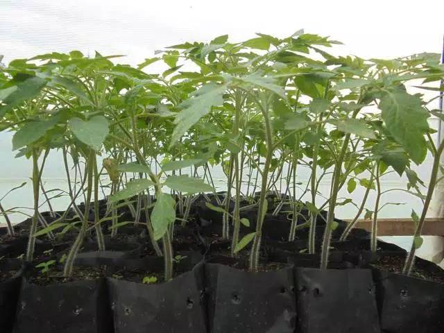 Pupuk Grow More 32-10-10 growmore - Pupuk tanaman - pupuk daun bunga tanaman hias