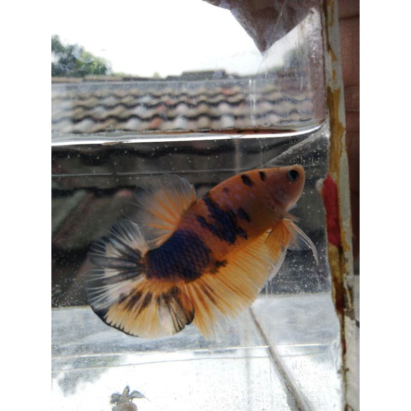 

ikan cupang yellow koi galaxy