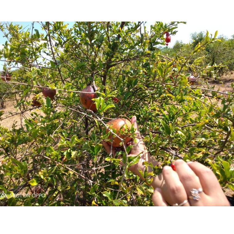 

<B-ILY} <»} Buah delima merah segar spanyol mini satuan biji lunak