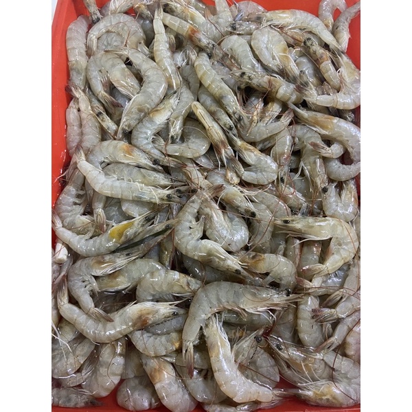 

Udang sedeng fresh