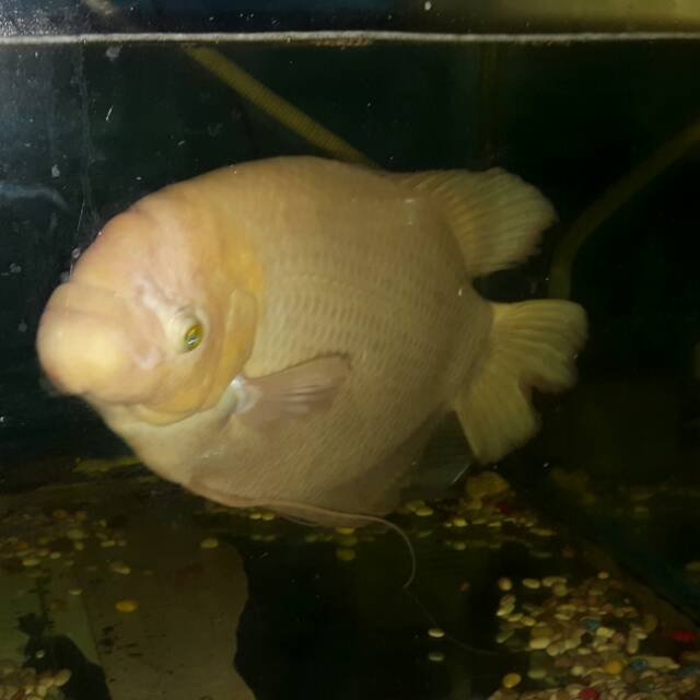 Ikan gurame albino