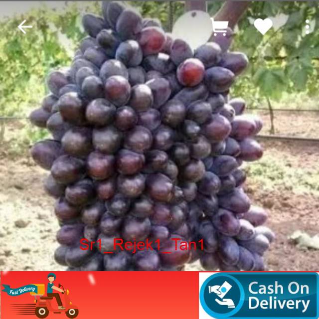 Bibit anggur impor jupiter sedles /anggur impor