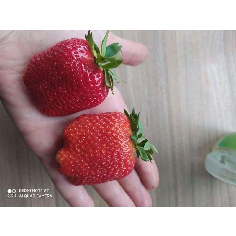 BIBIT STRAWBERRY ICHAN KING MANIS JUMBO