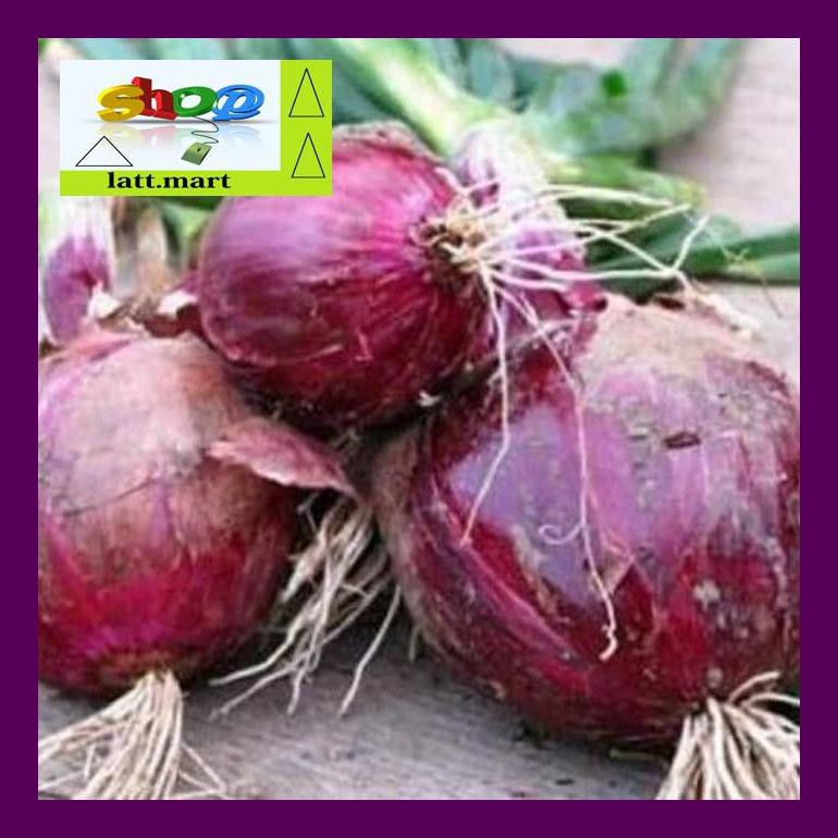 

Hadul Benih-Bibit Bawang Merah Red Burgundy (Haira Seed) Uula0F4H4