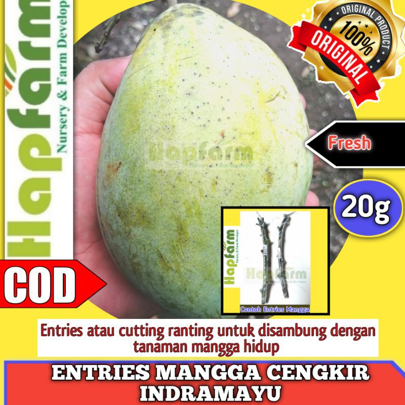 ENTRES MANGGA CENGKIR INDRAMAYU