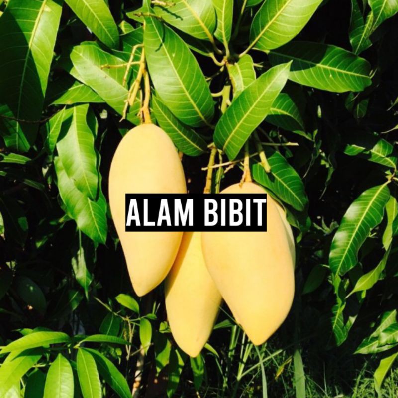 BIBIT MANGGA UNGGUL NAMDOKMAI GOLDEN