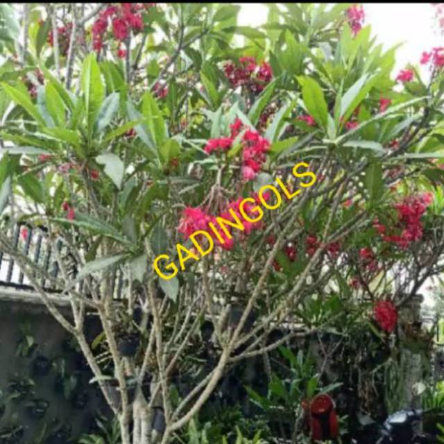 Pohon kamboja bali cutting stek bunga kamboja merah