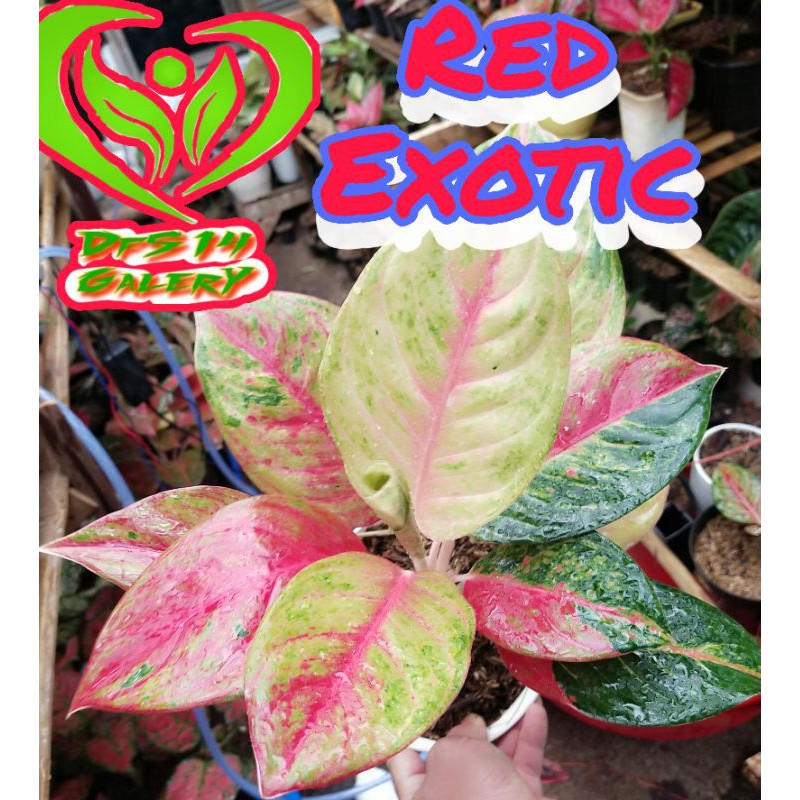 Aglaonema Red Exotic