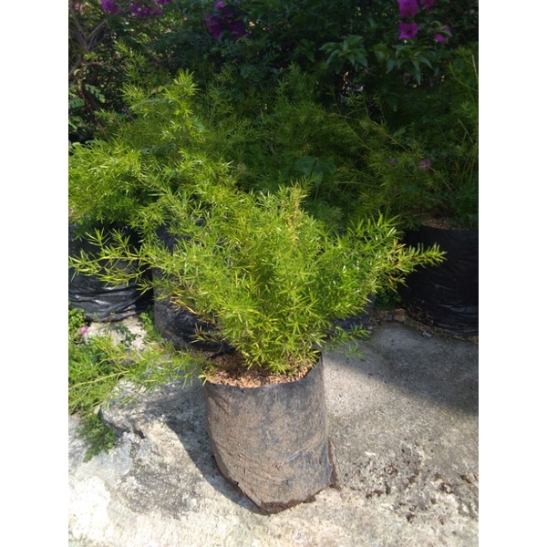 Tanaman Hias Krisdoren | Asparagus