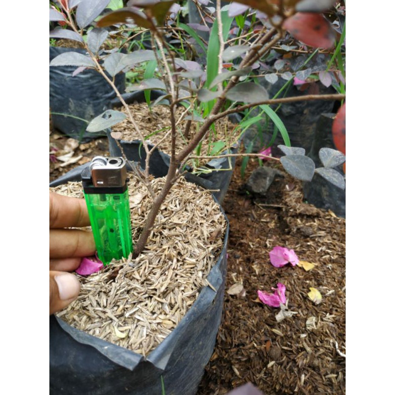 serut merah /loropetalum/pitaloka