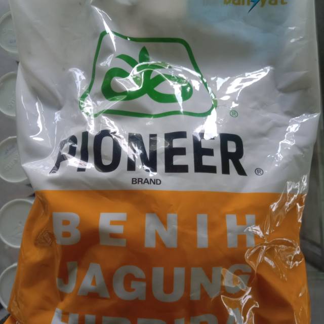 Benih Jagung Hibrida Pioneer P 21