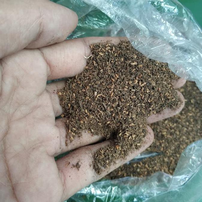 Bibit Buah 0.5 Ons Biji Benih Kayu Jabon Putih Cadamba #_*