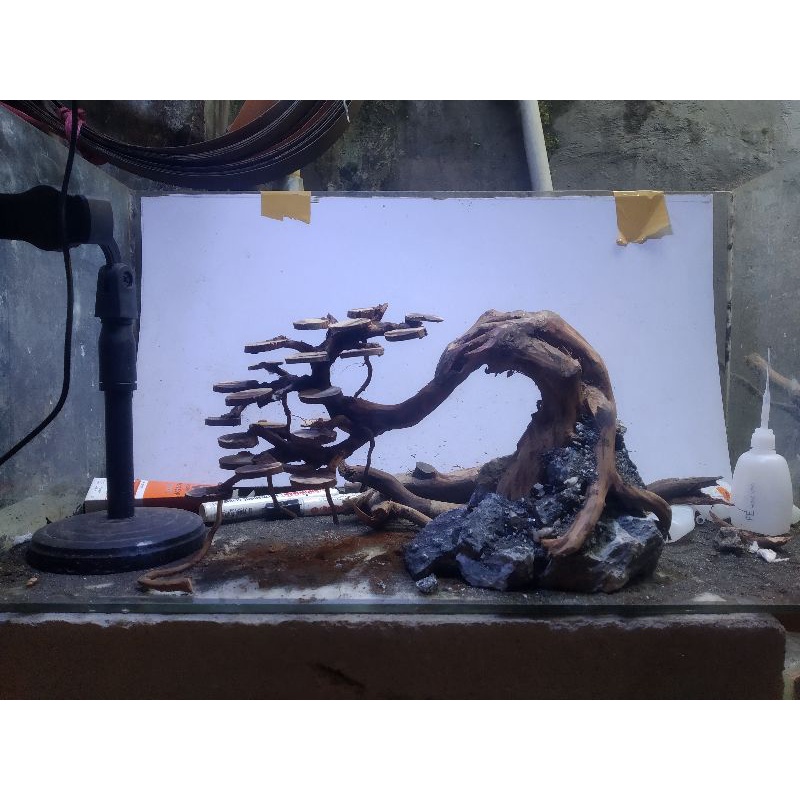 bonsai doyong aquascape 30cm