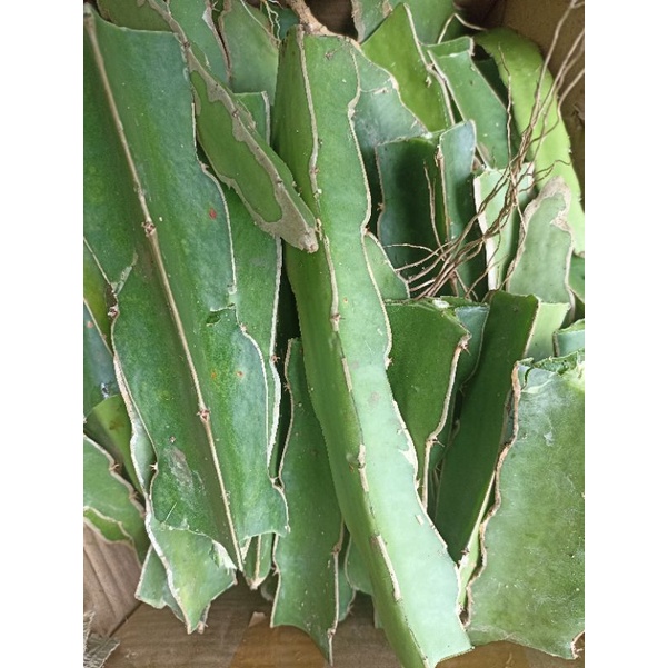 stek buah naga putih / bibit tanaman buah-1
