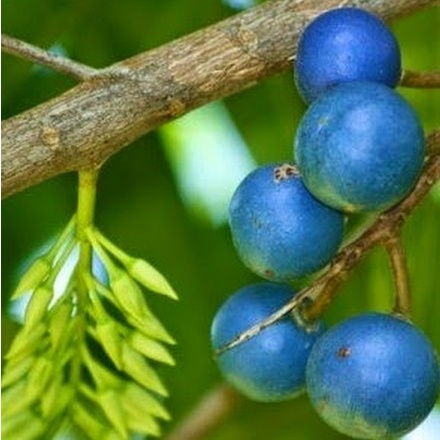 Bibit Buah jenitri Okulasi Cepat Berbuah