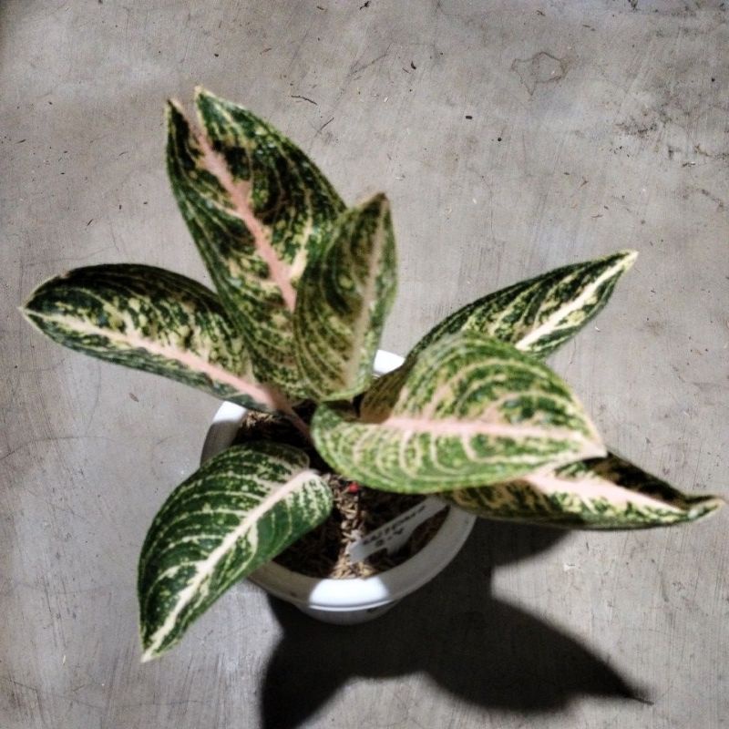 aglonema widuri putih