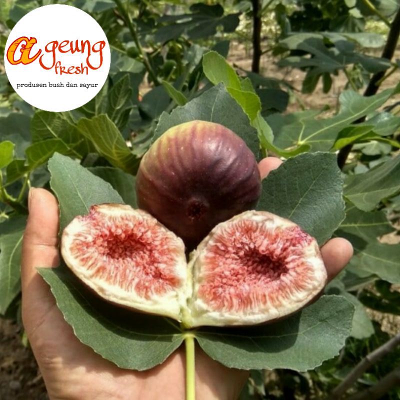 

buah tin/Ara fresh organik 150 gr