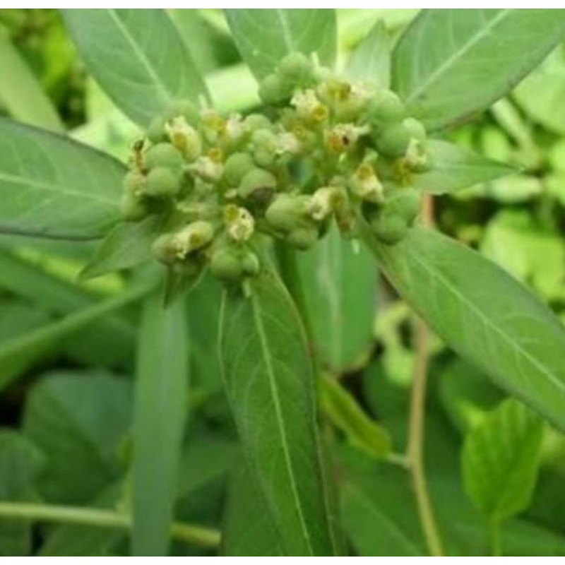 

daun Sena atau Kate mas segar 250 gram