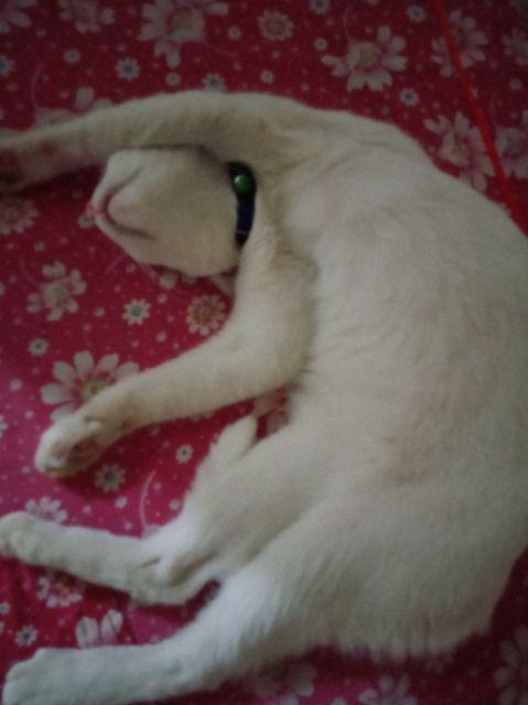 Termos Life Alumunium Untuk Air Panas & Dingin