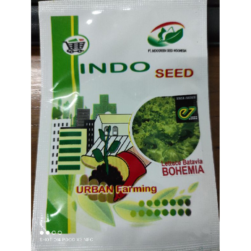 Benih Selada Hijau Bohemia Indoseed 1gr Repack