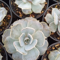 sukulen / echeveria lilacina