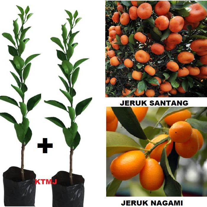 Paket 2 Bibit Buah Jeruk Santang Madu dan Buah Jeruk Nagami - Bibit Buah