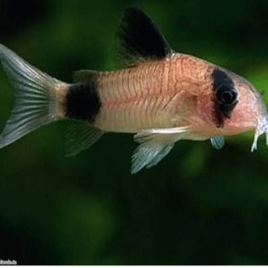 corydoras Panda
